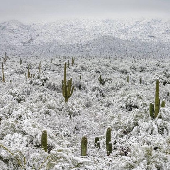 Meet your Posher, Korie - Picture 4 of 4